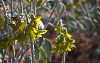 Pindan Tours Tag Along - Cunningham Bird Flower - Hay River Track