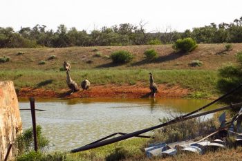 10 Emus drinking in the dam FB Emus at Childara Rockhole -Pindan Tours and 4WD Training