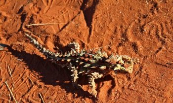 Pindan Tours Tag Along - Thorny devil - Hay River Track