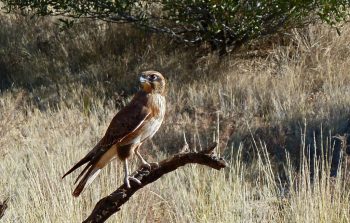 Pindan Tours Tag Along - Brown Falcon - Hay River Track