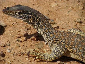 32 Goanna Beltana Station FB Pindan Tours Tag Along - Goanna Beltana Station