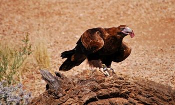 Alice Springs WS Binns Track and Lake Argyle Tour - Pindan Tours