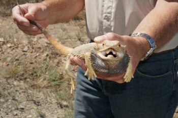 Central Bearded Dragon on our Day tour