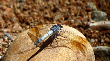 Dragon Fly - Hemicordulia tau FB Macro Photography - Blue Dragon Fly