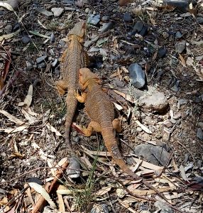 Central Bearded dragons