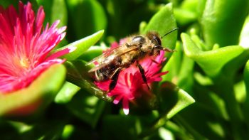 Busy Bee Macro Photography - Busy Bee