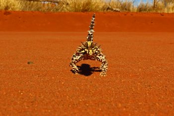 Thorny Devil in the Pindan sand