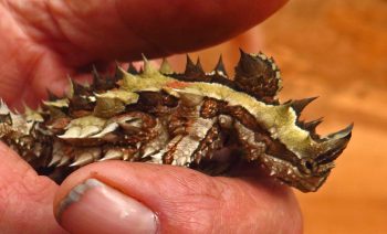 Pindan Tour's Thorny Devil - close up