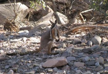 Outback 4WD Norms Yellow Footed Rock Wallaby Outback 4WD Norms Yellow Footed Rock Wallaby